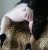Sınırsız Escort Bayan ARZU - Image 1