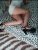 elif5